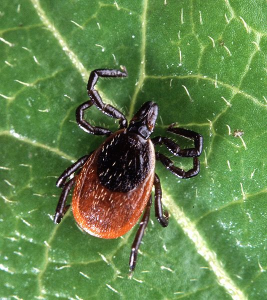 Lyme disease carried by adult deer tick; photo courtesy Scott Bauer